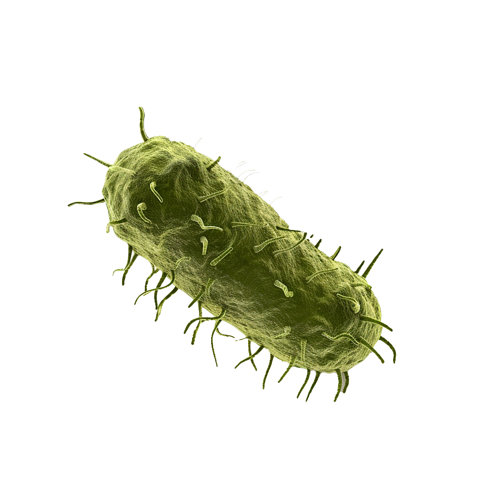 Encime Bacteria 2