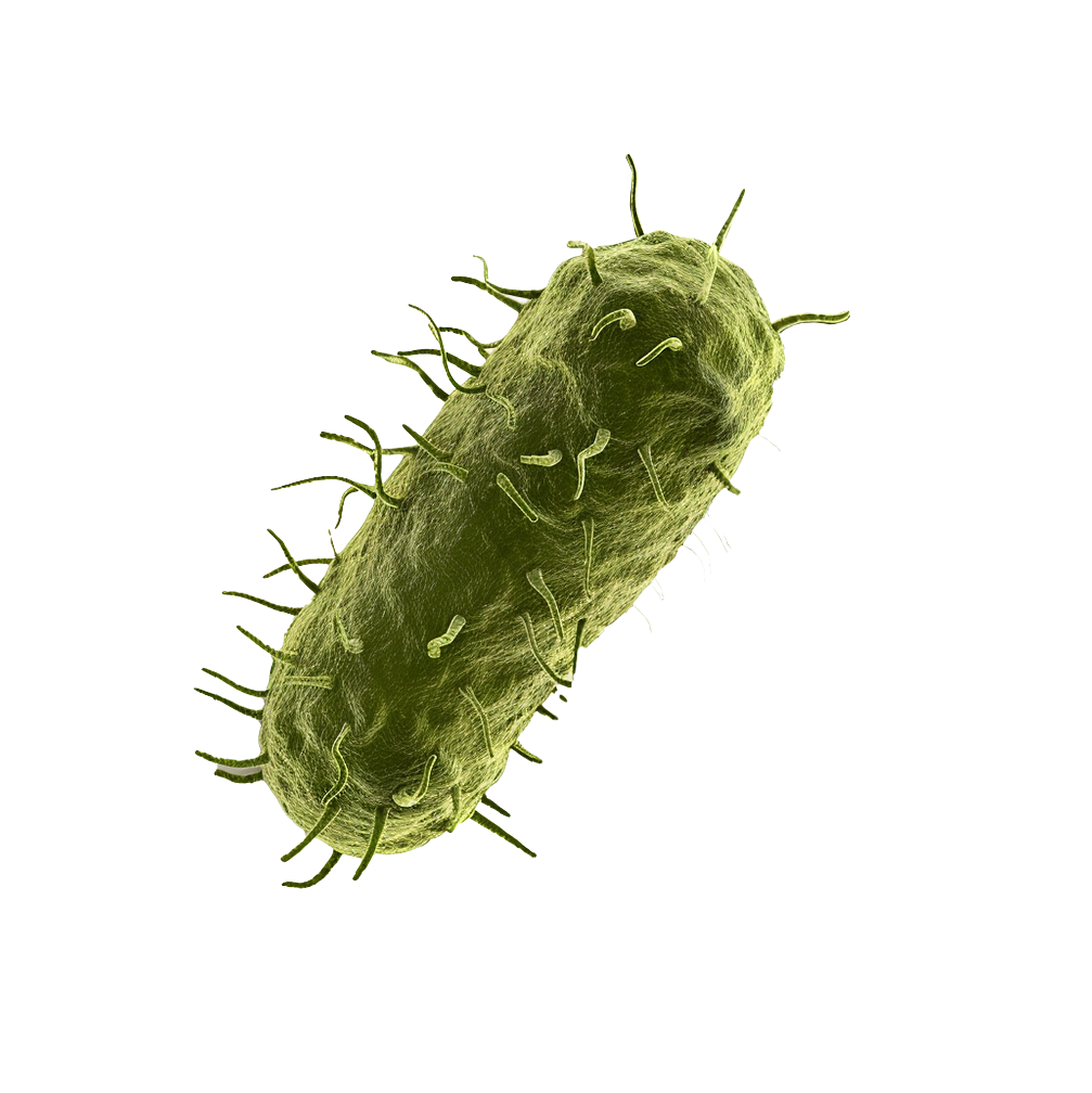 Encime Bacteria 3