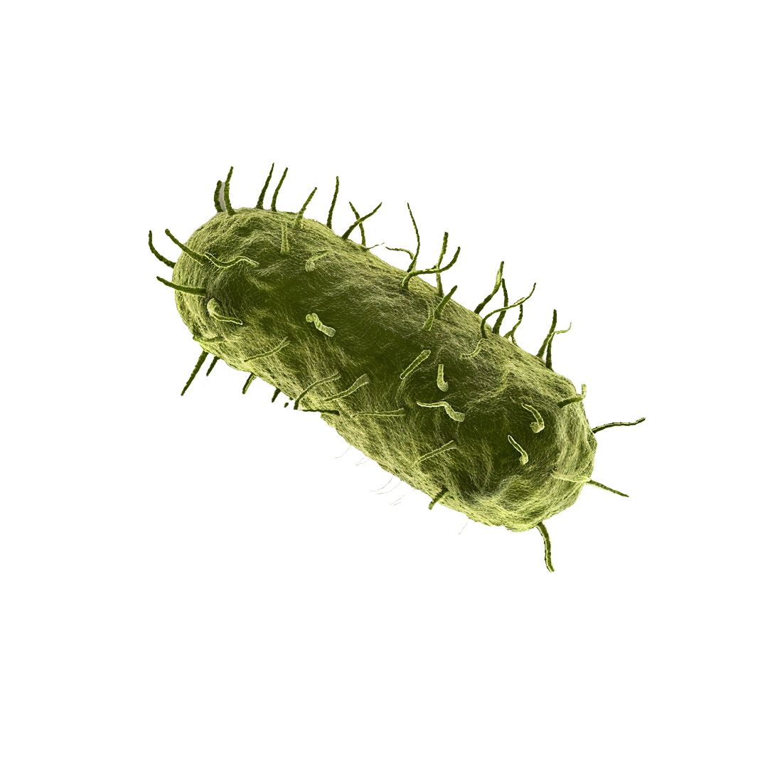 Encime Bacteria 4
