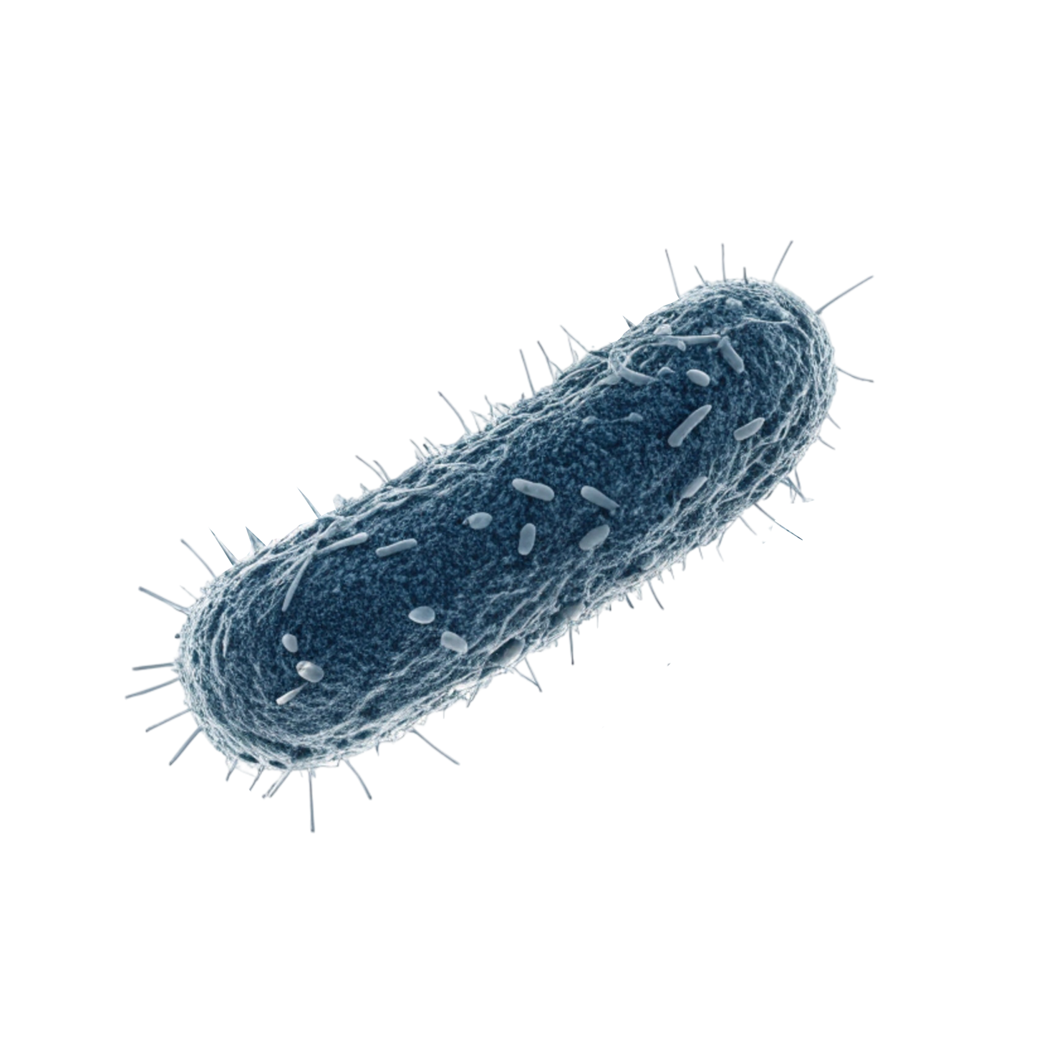 Floor Bacteria 1