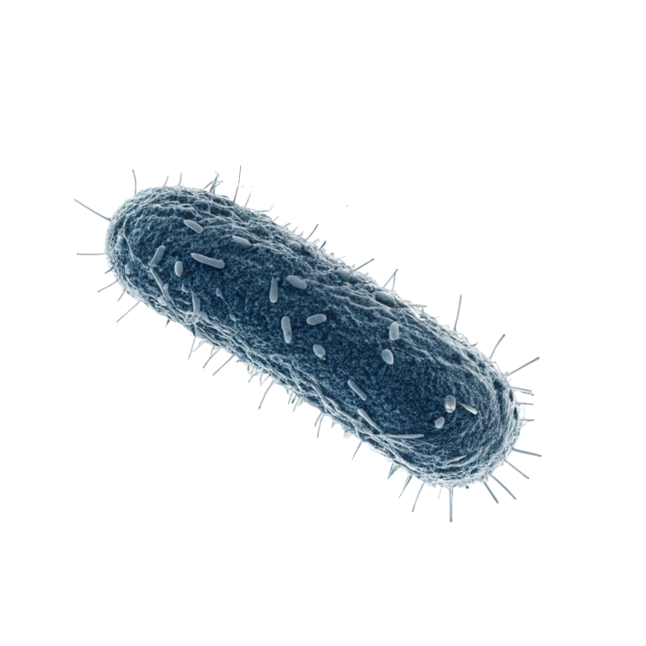 Floor Bacteria 2